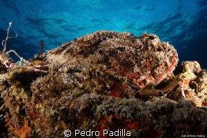 Spotted Scorpionfish @ twilight.
Nikon D80 with 15mm len... by Pedro Padilla 